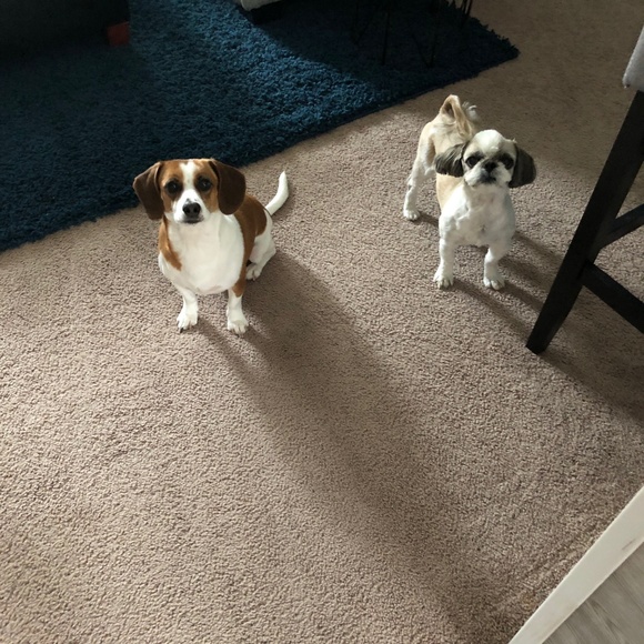 Meet your Posher, Anissa - Picture 2 of 2